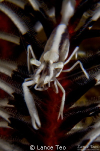 Crinoid shrimp on feather star by Lance Teo 